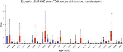 MIR31HG, a potential lncRNA in human cancers and non-cancers